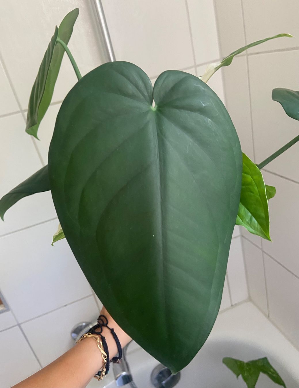 Syngonium Chiapense Variegata vergrnt - Ableger (Gebraucht) in Zrich fr  CHF 25  nur Abholung auf Ricardo kaufen