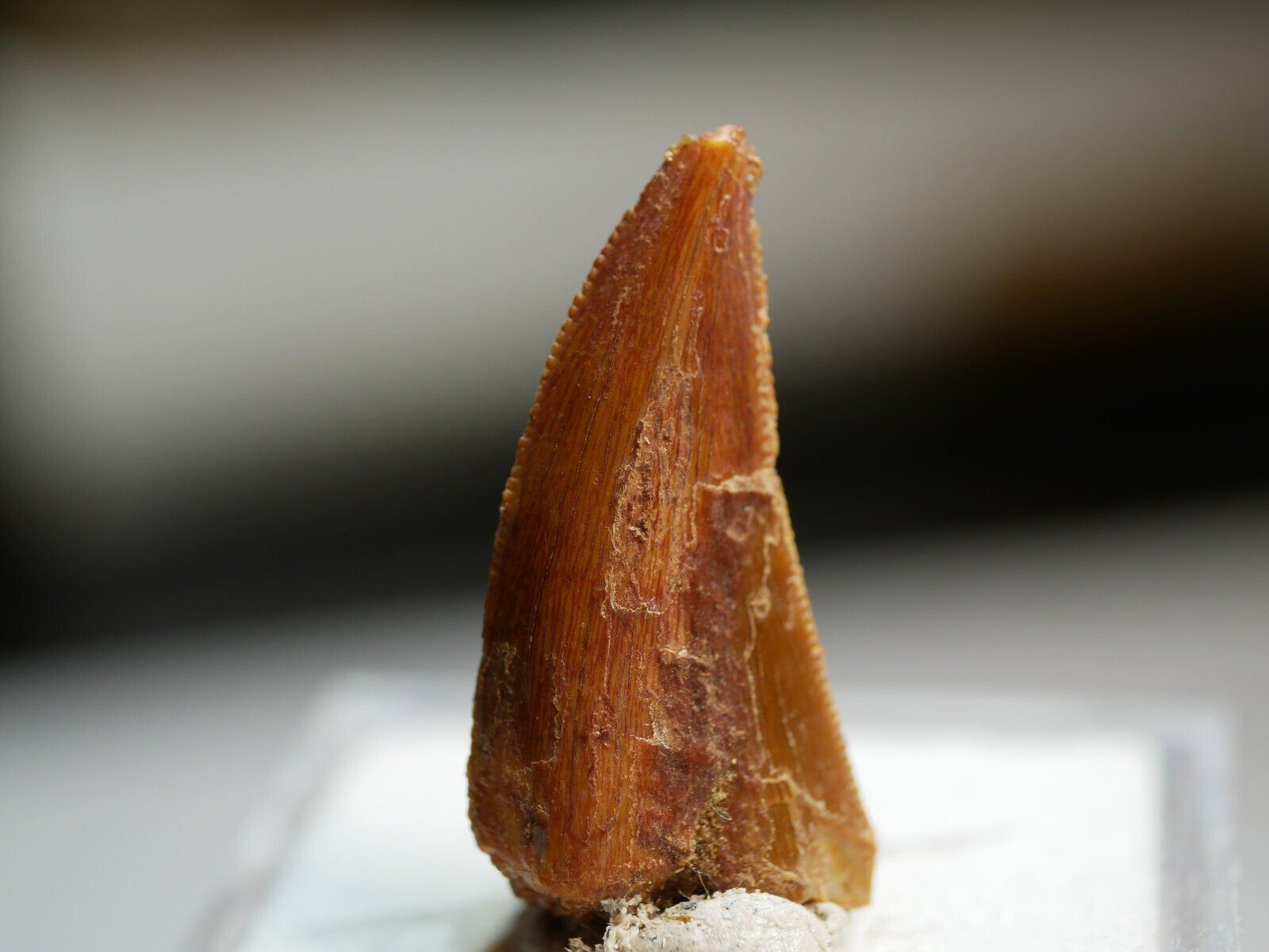 Fossili: raptor zhan – Nuovo (secondo la descrizione) da Aesch BL venduto da Pendrive 3