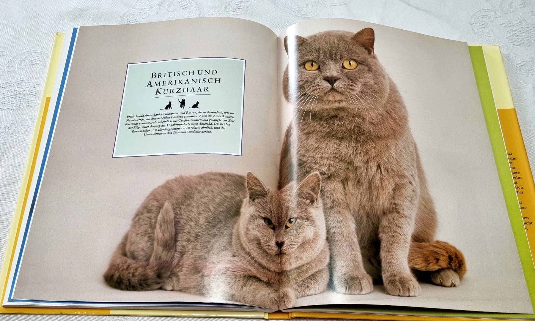 Libri: Dumont's grosses Katzenbuch – Usato da Effretikon venduto da lenalisa63 2