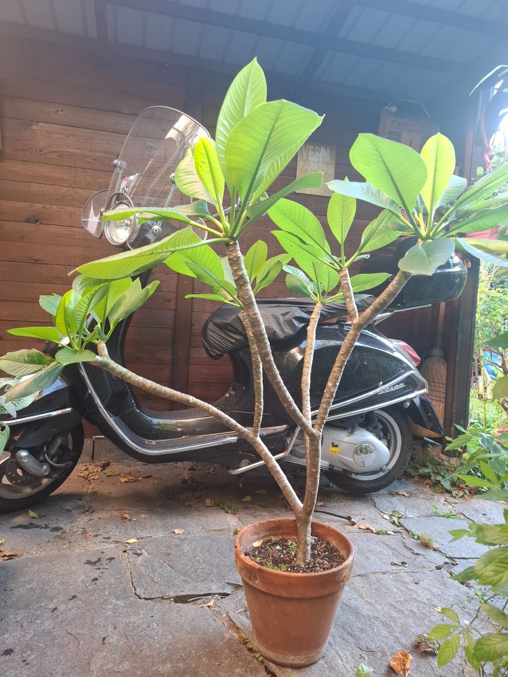 Piante & sementi: Pflanze Plumeria – Usato da Zürich venduto da esap