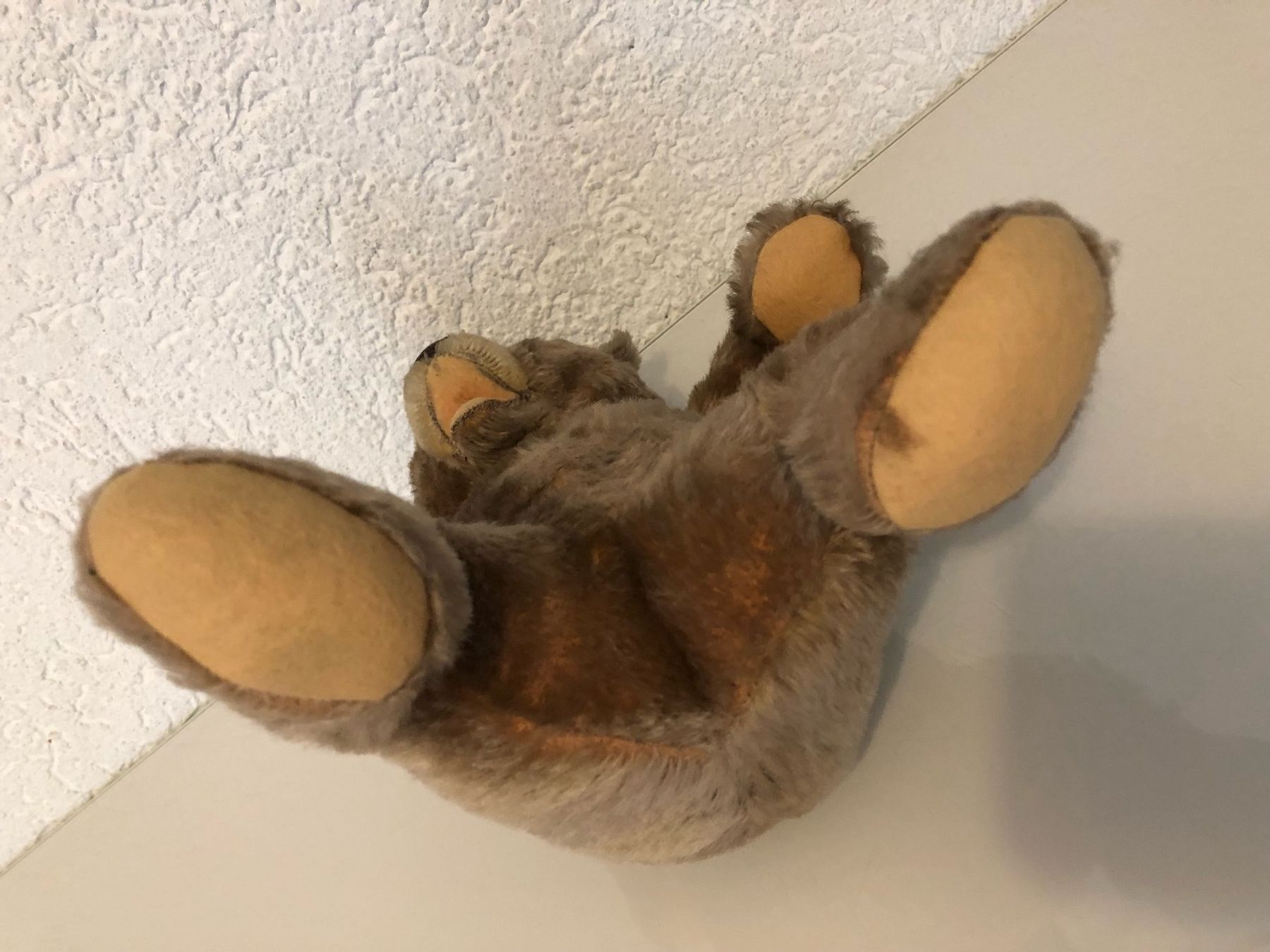 Steiff Giocattoli: Steiff Bär 50er- / 60er-Jahre – Usato da Gümmenen venduto da Ug6 4
