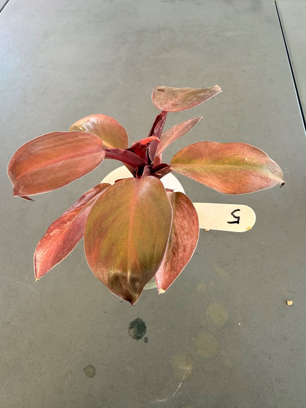 Piante & sementi: Philodendron Erubescens – Usato da Rafz venduto da jca_98p5 3
