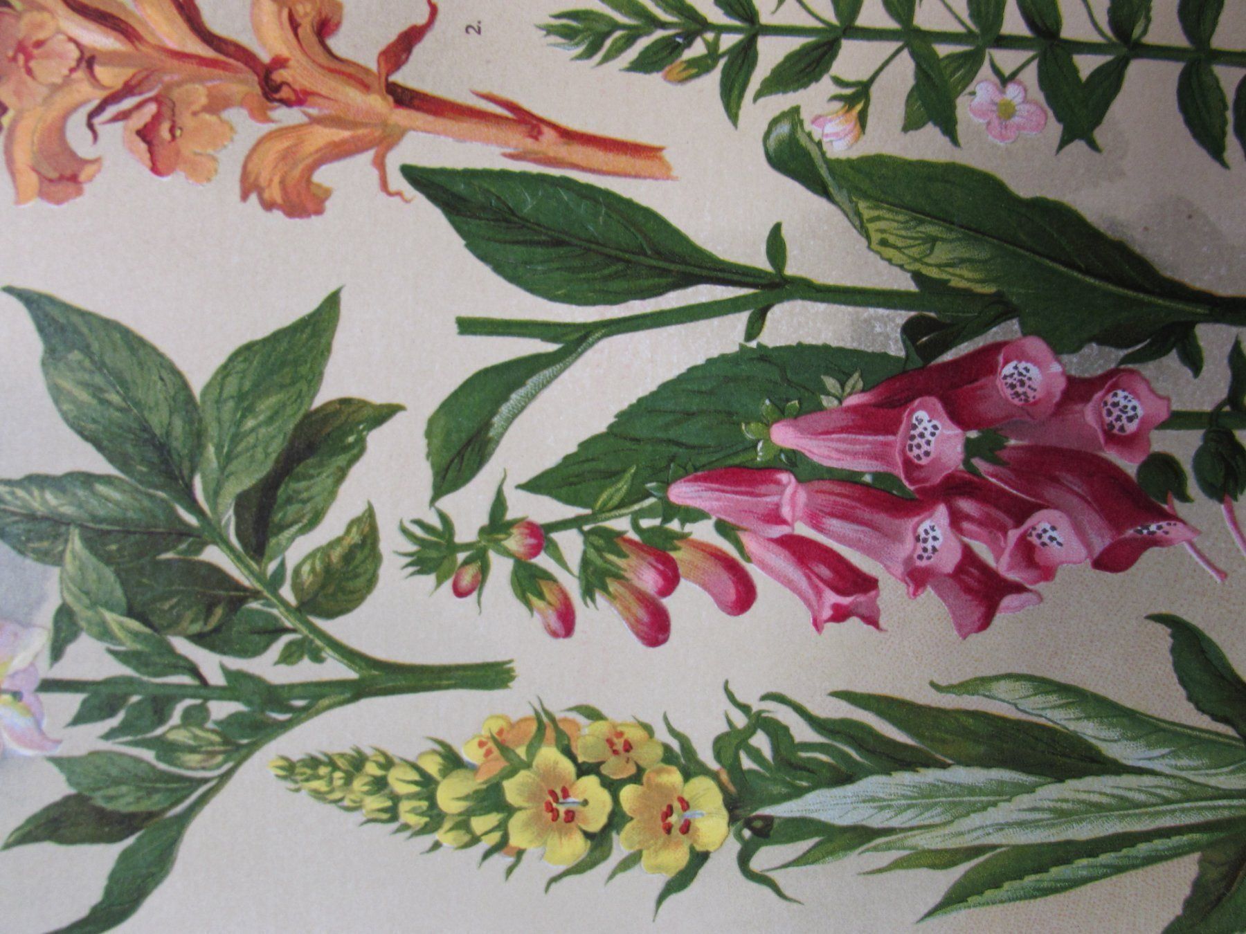 Stiche: Botanik, 2 Litho.Tafeln,1911 – Gebraucht aus Walchwil von Shells1 3