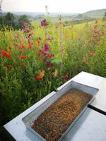 Bienenpollen 250g