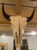 Magnifique crâne de bison