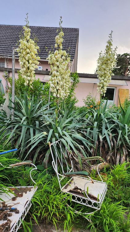 yucca pflanze für draussen, winterhart Kaufen auf Ricardo