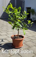 Schöne duftende Kaffir Limette