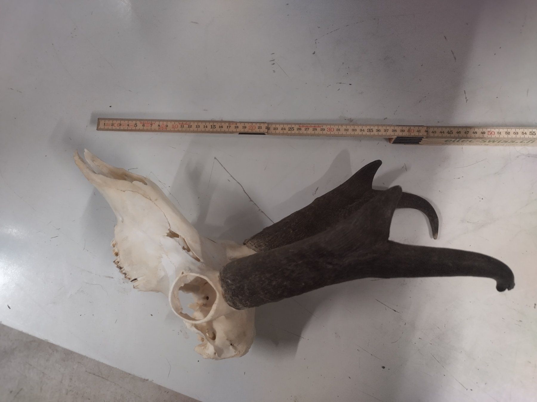 Welt der Tiere: Seltene Gabelbocktrophäe – Gebraucht aus Wettingen von Bwalti 1