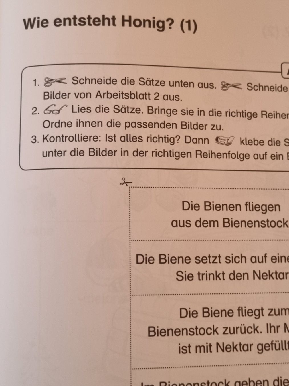 Riviste & Magazine: Themenheft Bienen 1./2. Klasse – Usato da Weite venduto da Nur63 6