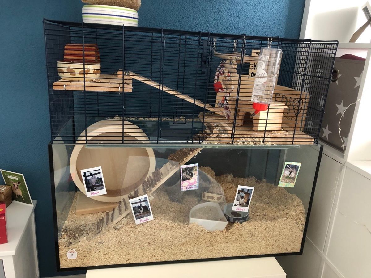 Gabbie, trasporto & Sicurezza: Hamsterkäfig mit Zubehör – Usato da Oberdiessbach venduto da aurox 2