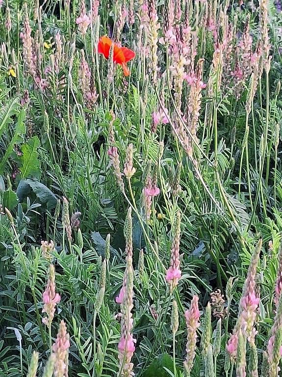 Materiale di riempimento: Esparsette  Cobs – Usato da Wangen ZH venduto da Kurvepuur 3