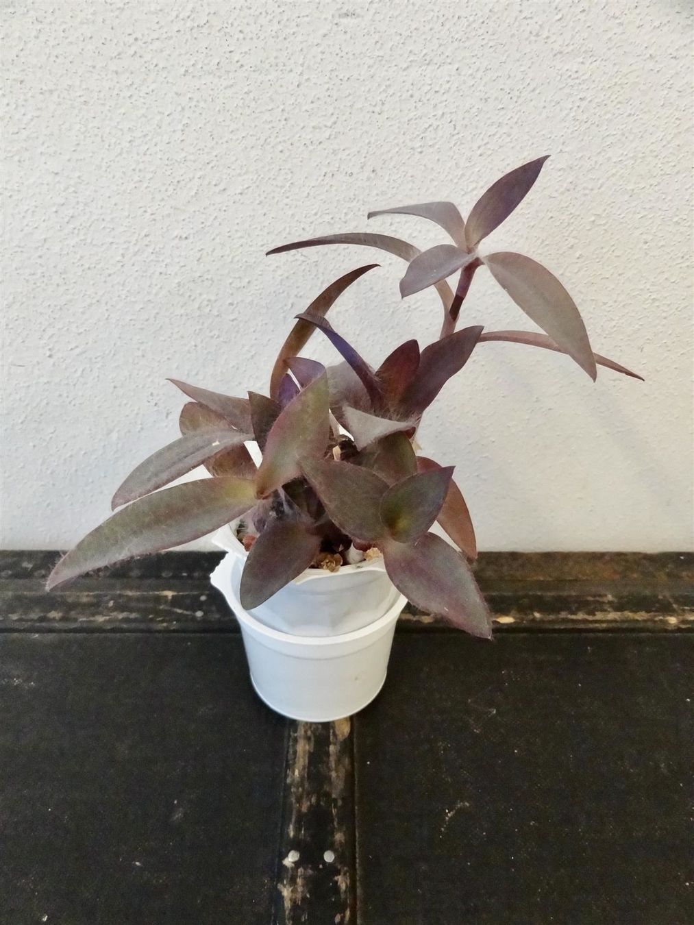 Piante & sementi: Mexikanische Dreimasterblume violett – Nuovo e nell'imballaggio originale da Kerzers venduto da zimmergruen 5