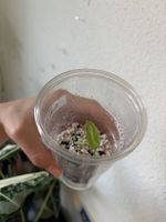 😍 Alocasia Frydek Mint Baby (Nr. 3)