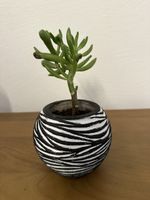 crassula ovata gollum Sukkulente in dekorativem Topf