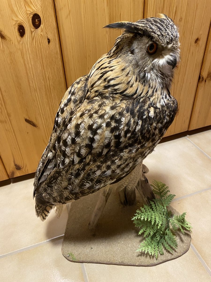 Welt der Tiere: Uhu – Gebraucht aus Castiel von gamsli1000 1
