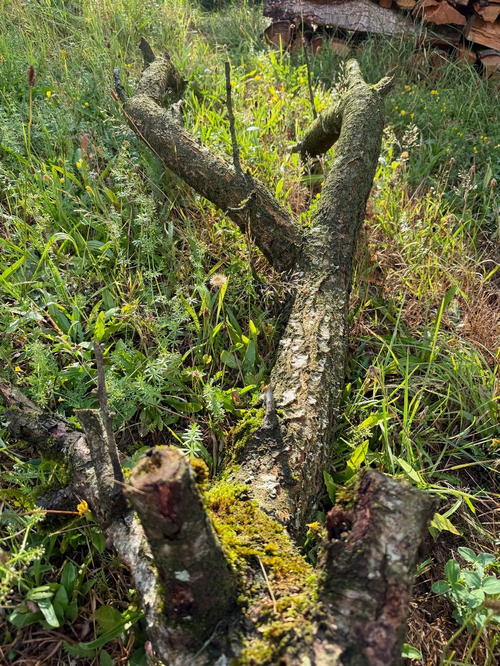 Articoli in legno: Insektenhotel Pflaumenbaum oder zum Basteln – Usato da Huttwil venduto da Burk3 4