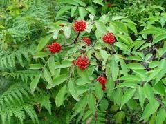 Piante & sementi: Sureau Rouge  PLANT 15-20cm – Nuovo (secondo la descrizione) da Bremblens venduto da FIBONACCI369 2