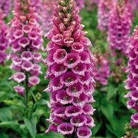 15 Samen ( Pellets ) Fingerhut CAMELOT ROSE