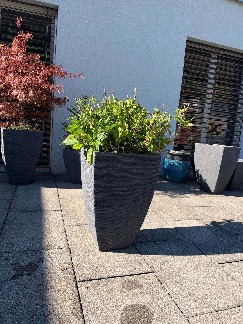 Piante & sementi: Hortensie – Usato da Root venduto da calmchris 2