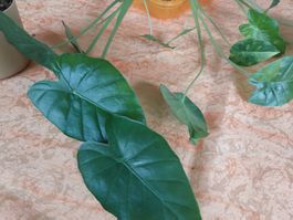 Alocasia Gageana Aurea Variegata 3 Pflanzen