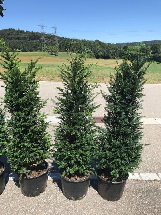 Eiben / taxus baccata H 100/120cm sofort mitnehmen ab Lager Kaufen