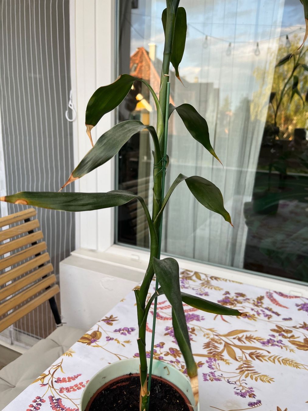 Piante & sementi: Glücksbambus (Dracaena) – Usato da Bern venduto da kho_s6j8 2