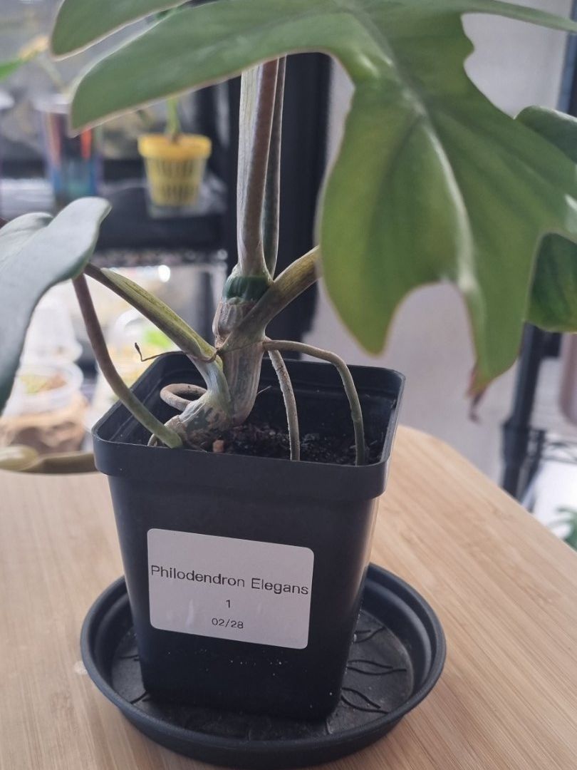 Pflanzen & Samen: 🌿 Philodendron Elegans - Größe S – Neu und originalverpackt aus Wallenwil von LadyLeaf_Ellis1 1