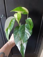 Epipremnum Pinnatum Variegata