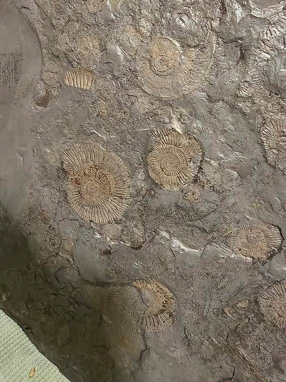 Fossili: Ammonitenplatte 90 x 70cm – Usato da Roggwil BE venduto da tho_6kyp 3