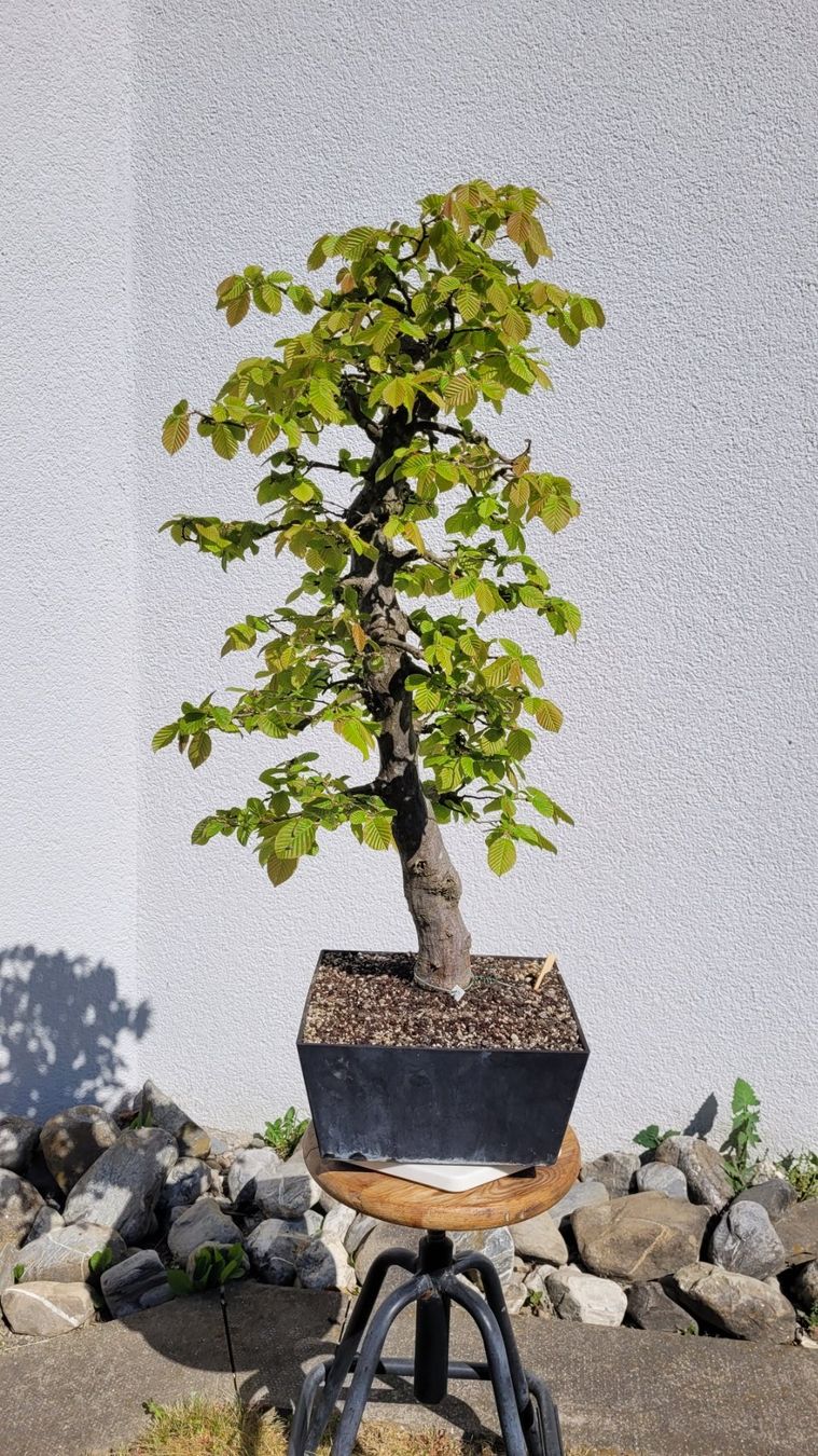 Piante & sementi: Hainbuche (Pre) Bonsai – Nuovo (secondo la descrizione) da Fehraltorf venduto da 100_Konzert 1