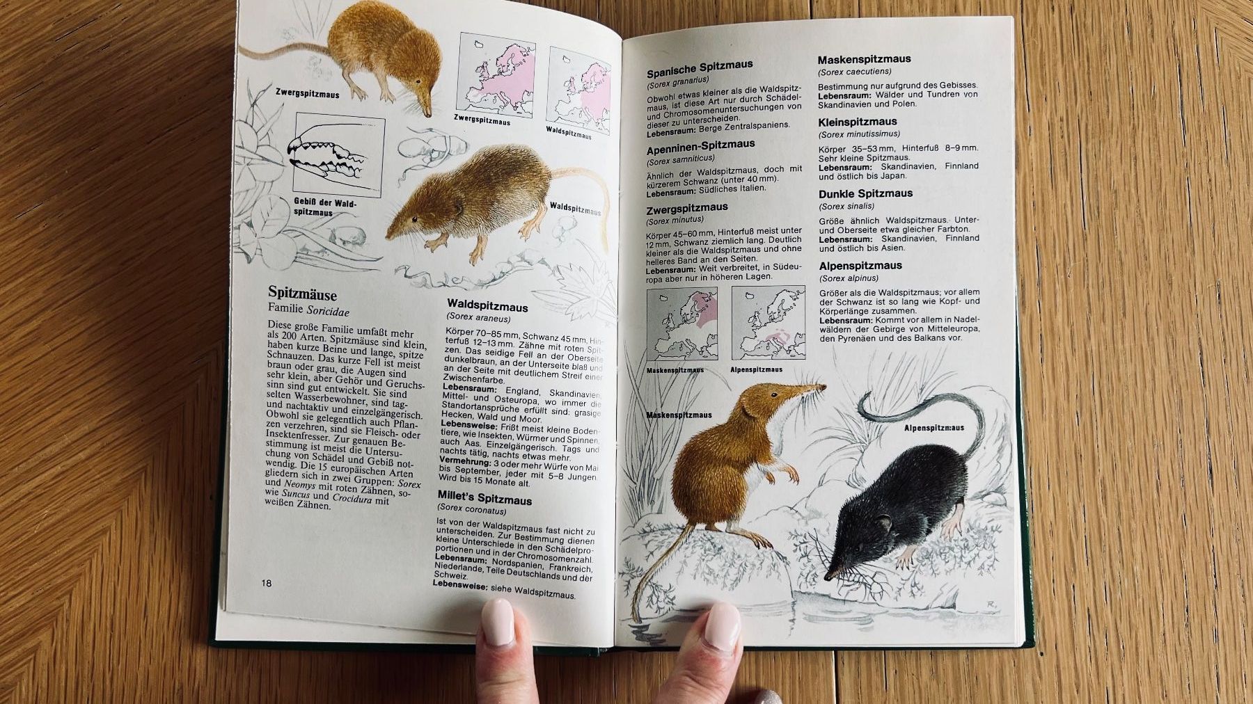 Libri: Säugetiere Erkennen und Bestimmen - Dein Tierlexikon!1982 – Usato da Schübelbach venduto da Dolly990_2 2