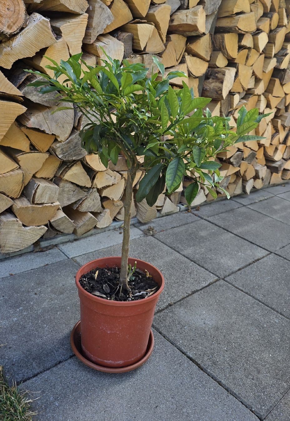Pflanzen & Samen: Kumquat Stämmchen – Gebraucht aus Aarburg von popkorn65 5