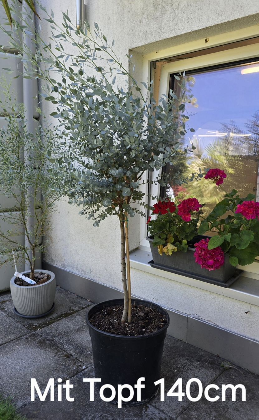 Plantes & graines: Schöner Eukalyptus Hochstamm – D'occasion à Aarburg par popkorn65 2