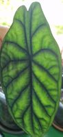 🤩Alocasia Dragon Scale Rhizom 
