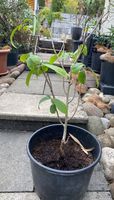 Indianerbanane Indianer Banane Blumen Pflanzen Blumentopf