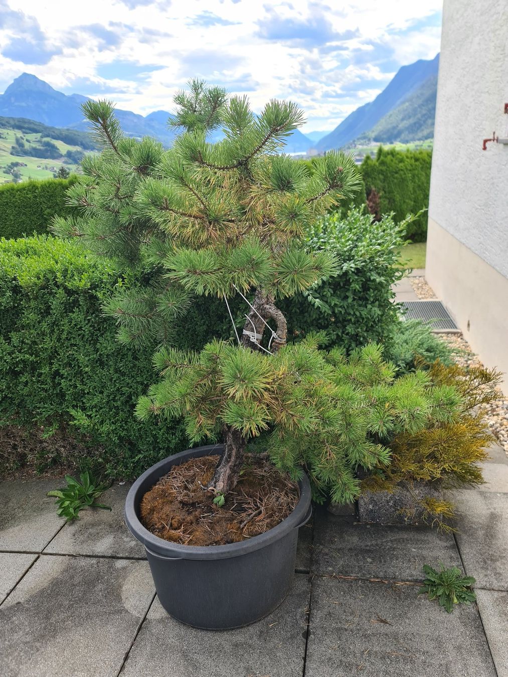 Pflanzen & Samen: Wald Föhre – Gebraucht aus Ibach von Hfedier 2