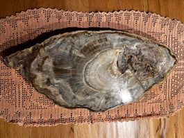Versteinertes Holz Scheibe poliert Naturstein