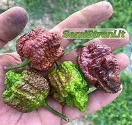 Pflanzen & Samen: Borg 9 Chocolate - Capsicum Chinense - 10 Samen – Neu und originalverpackt aus Sumiswald von Cham14559 2