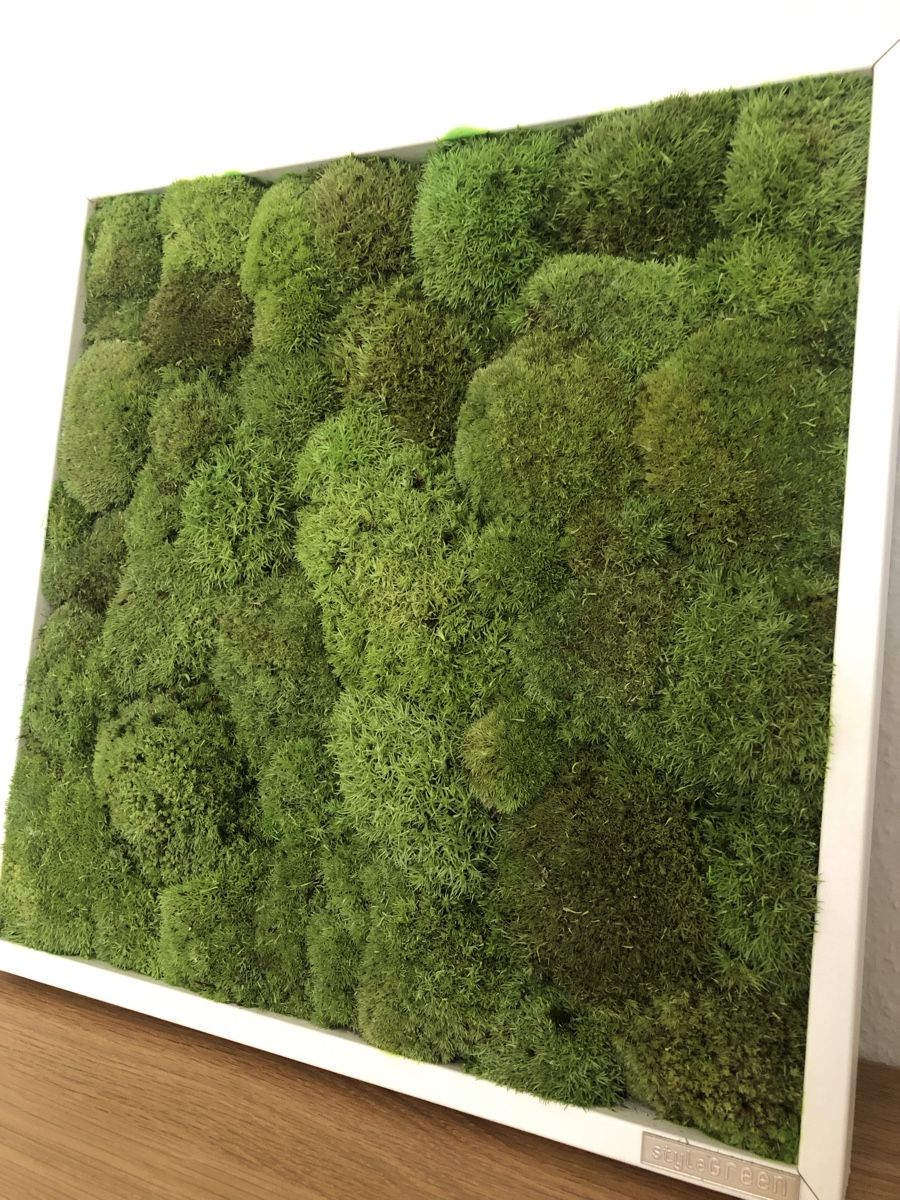 Toutes les décorations: Moosbild 35x35cm – Neuf (Voir description) à Zürich par vadimi
