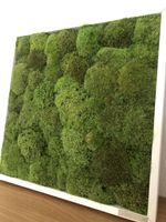 Moosbild 35x35cm