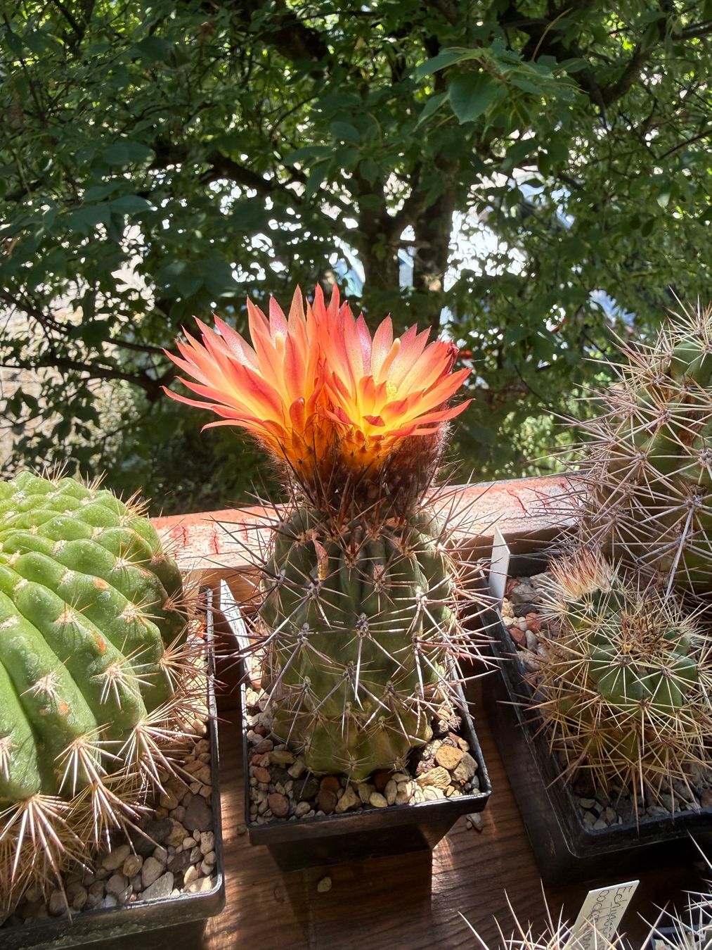 Piante & sementi: Pyrrhocactus andreanus AW 283 – Usato da Rorbas venduto da SimS0n 2