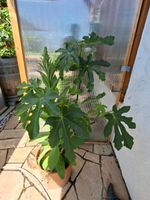 Feigenbaum mit Königskerze
