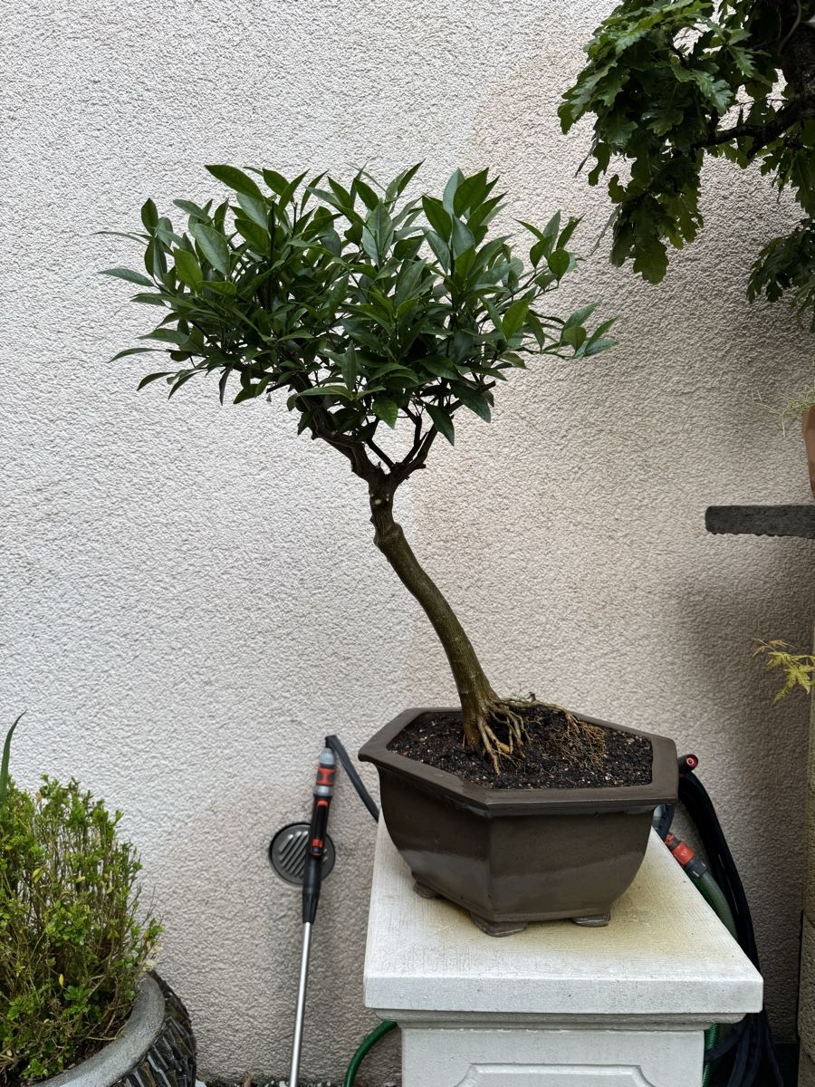 Piante & sementi: Limequat Bonsai im Bonsai-Topf – Usato da Rümlang venduto da Gruseh.ch 6