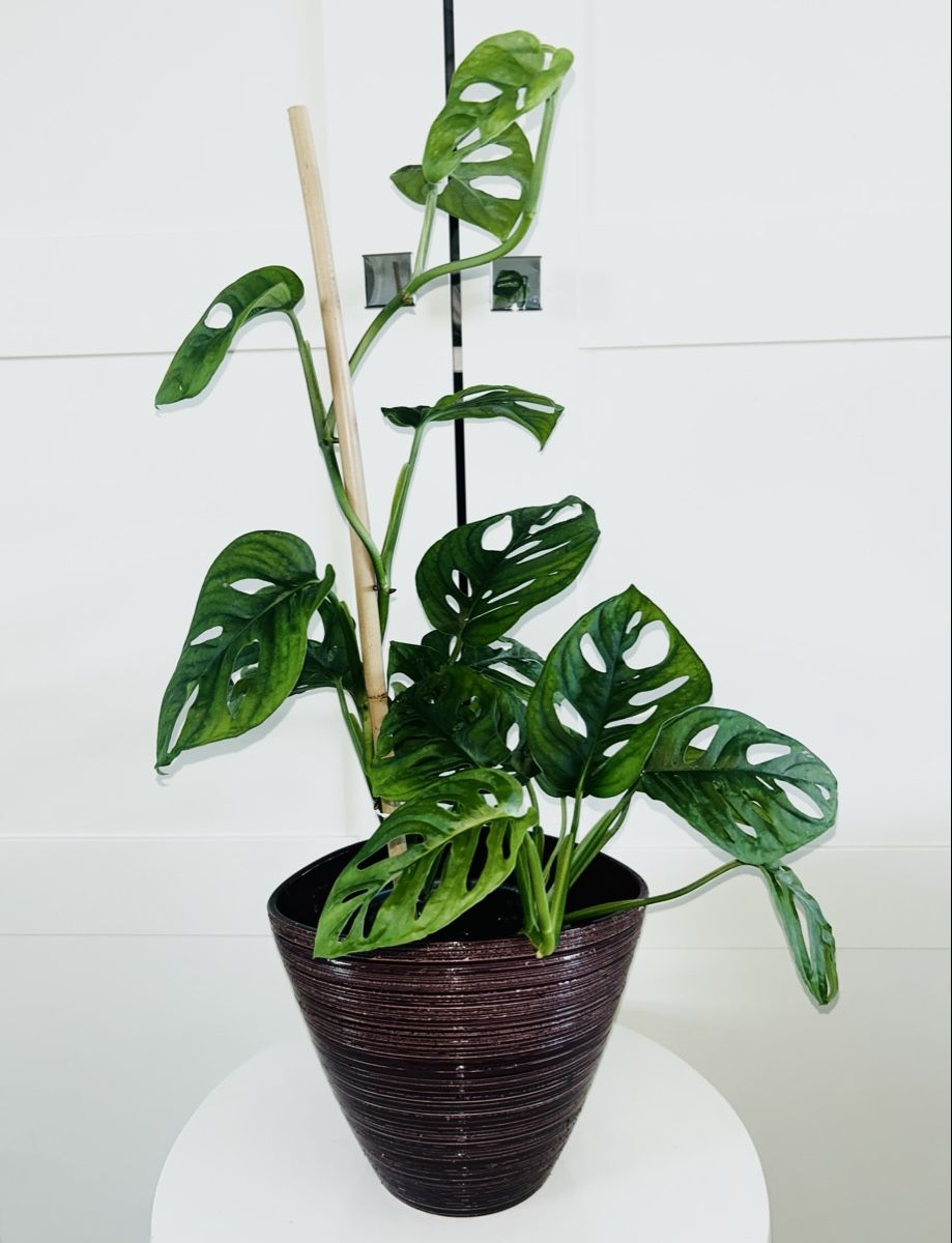 Piante & sementi: Monstera 'Monkey Leaf Monstera adansonii & ceramic pot 60 cm – Usato da Kilchberg ZH venduto da malibubeach