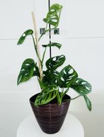 Monstera 'Monkey Leaf Monstera adansonii & ceramic pot 60 cm