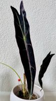 Rare Alocasia Longiloba Purple Rhizome 💜