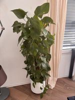 Grosser, wunderschöner Philodendron Zimmerpflanze, ca. 180cm