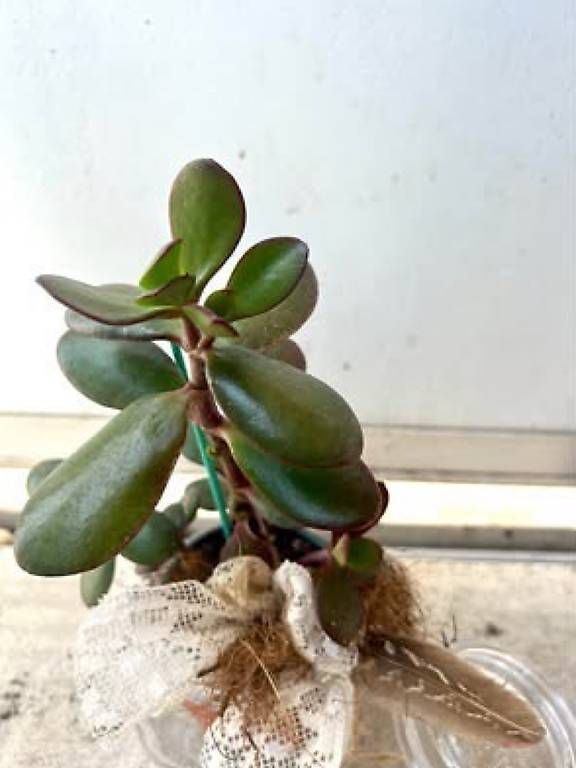 Plantes & graines: Glückspflanze im Glas  – Neuf avec emballage d'origine à Frauenfeld par Irene.Schuppli 2