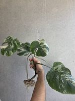 Monstera variegata Kopfsteckling