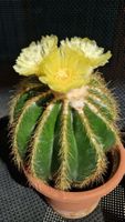 Notokaktus Magnificus, sehr blühfreudig, 12cm hoch,15cm Topf